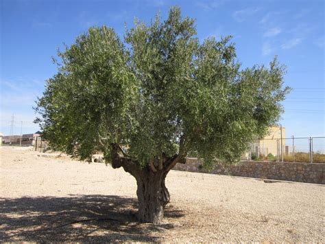 olivo arbol